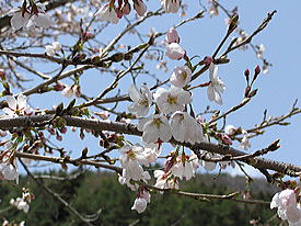 うるしの里広場の桜