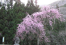 石碑のシダレ桜